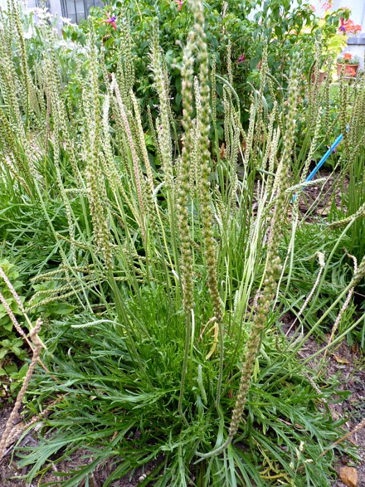 Plantago coronopus fleur